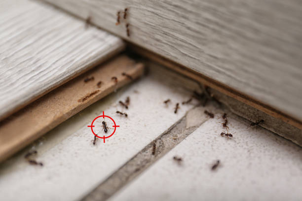 Spider Control Near Me in Landen, OH
